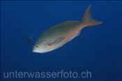 Pazifischer Creolenbarsch (Paranthias colonus), (Golf von Kalifornien, Niederkalifornien, Mexiko) - Pacific Creolefish (Sea of Cortez, Baja California, Mexico)