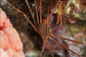 Pazifik Pfeilkrabbe (Stenorhynchus debilis), (Golf von Kalifornien, Niederkalifornien, Mexico) - Pacific Arrow Crab (Sea of Cortez, Baja California, Mexico)