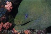 Kopfbereich einer Kastanienmuräne (Gymnothorax castaneus), (Golf von Kalifornien, Niederkalifornien, Mexiko) - Cestnut Moray Eel / Panamic Green Moray Eel  (Sea of Cortez, Baja California, Mexico)