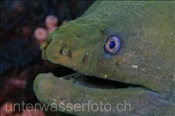 Kopfbereich einer Kastanienmuräne (Gymnothorax castaneus), (Golf von Kalifornien, Niederkalifornien, Mexiko) - Cestnut Moray Eel / Panamic Green Moray Eel  (Sea of Cortez, Baja California, Mexico)