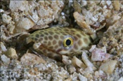 Nothochir Schlangenaal (Canthigaster punctatissima), (Golf von Kalifornien, Niederkalifornien, Mexiko) - Smallfish Snake Eel (Sea of Cortez, Baja California, Mexico)