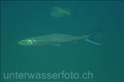 Milchfisch (Chanos chanos), (Golf von Kalifornien, Niederkalifornien, Mexico) - Milkfish (Sea of Cortez, Baja California, Mexico)