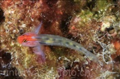 Rotkopfgrundel (Elacatinus puncticulatus), (Golf von Kalifornien, Niederkalifornien, Mexico) - Redhead Goby (Sea of Cortez, Baja California, Mexico)