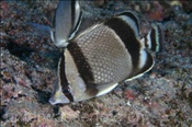 Ostpazifik-Falterfisch (Chaetodon humeralis), (Golf von Kalifornien, Niederkalifornien, Mexiko) - Threebanded Butterflyfish (Sea of Cortez, Baja California, Mexico)