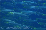 Milchfische (Chanos chanos), (Golf von Kalifornien, Niederkalifornien, Mexico) - Milkfish (Sea of Cortez, Baja California, Mexico)