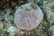 Der Rosenseeigel (Toxopneustes roseus) ist äusserst giftig (Golf von Kalifornien, Niederkalifornien, Mexiko) - Flower Sea Urchin (Sea of Cortez, Baja California, Mexico)