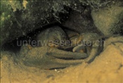 Galizierkrebs (Astacus leptodactylus) in Höhle im Ägerisee (Schweiz)