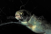 Im Netz gefangener Seesaibling (Salvelinus salvelinus)