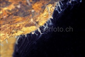 Süsswasserpolypen (Hydra) haften an einem Felsüberhang im Zugersee (Schweiz)