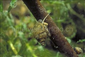 Quellblasenschnecke (Physa marmorata) frisst Algenbeläge von Wasserpflanzen im Zugersee (Schweiz)