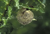 Tellerschnecke (Segmentina nitida) frisst Algenbeläge von Wasserpflanzen im Zugersee (Schweiz)
