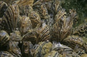 Die Wandermuschel (Dreissena polymorpha) hat sich in der Schweiz stark ausgebreitet (Zugersee, Schweiz) - Zebra mussel (Lake of zug, Switzerland)