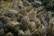 Die Wandermuschel (Dreissena polymorpha) hat sich in der Schweiz stark ausgebreitet (Zugersee, Schweiz) - Zebra mussel (Lake of zug, Switzerland)