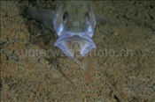 Ein Flussbarsch (Perca fluviatilis) frisst einen kleineren Artgenossen (Ägerisee, Schweiz)