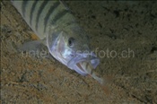 Ein Flussbarsch (Perca fluviatilis) frisst einen kleineren Artgenossen (Ägerisee, Schweiz)