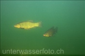 Schleien (Tinca tinca), (Zugersee, Schweiz) - Freshwater fish Tench (Lake of Zug, Switzerland)