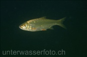 Hasel (Leuciscus leuciscus), (Zugersee, Schweiz) - Common Dace (Lake of Zug, Switzerland)