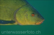 Schleie (Tinca tinca), (Zugersee, Schweiz) - Freshwater fish Tench (Lake of Zug, Switzerland)