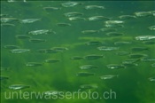 Junge Felchen (Coregonus albula) bilden einen Schwarm (Zugersee, Schweiz) - Juvenile Whitefish (Lake of Zug, Switzerland)