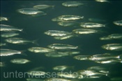 Junge Felchen (Coregonus albula) bilden einen Schwarm (Zugersee, Schweiz) - Juvenile Whitefish (Lake of Zug, Switzerland)