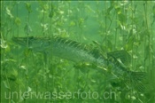 Hecht (Esox lucius) versteckt sich hinter Wasserpflanzen (Zugersee, Schweiz) - Northern Pike (Lake of Zug, Switzerland)