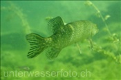 Hecht (Esox lucius) von hinten fotografiert (Zugersee, Schweiz) - Northern Pike (Lake of Zug, Switzerland)