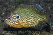Sonnenbarsch (Leppomis gibbosus), (Zugersee, Schweiz) - Pumpkinseed Sunfish (Lake of Zug, Switzerland)