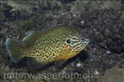 Sonnenbarsch (Leppomis gibbosus), (Zugersee, Schweiz) - Pumpkinseed Sunfish (Lake of Zug, Switzerland)