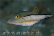 Karibischer Spitzkopfkugelfisch (Canthigaster rostrata), (Teneriffa, Kanarische Inseln, Atlantischer Ozean) - Caribbean Sharpnose Puffer (Tenerife, Canary Islands, Atlantic Ocean)