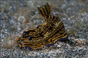 Prachtsternschnecke (Hypselodoris picta), (Teneriffa, Kanarische Inseln, Atlantischer Ozean) - Nudibranch (Tenerife, Canary Islands, Atlantic Ocean)