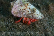 Grosser Roter Einsiedlerkrebs (Dardanus calidus), (Teneriffa, Kanarische Inseln, Atlantischer Ozean) - Hermit Crab (Tenerife, Canary Islands, Atlantic Ocean)