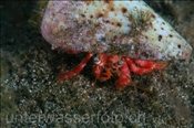 Grosser Roter Einsiedlerkrebs (Dardanus calidus), (Teneriffa, Kanarische Inseln, Atlantischer Ozean) - Hermit Crab (Tenerife, Canary Islands, Atlantic Ocean)