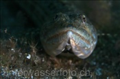 Atlantischer Eidechsenfisch (Synodus saurus), (Teneriffa, Kanarische Inseln, Atlantischer Ozean) - Atlantic Lizardfish (Tenerife, Canary Islands, Atlantic Ocean)