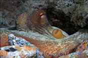 Gewöhnlicher Krake (Octopus vulgaris) verschanzt sich in seiner Höhle (Teneriffa, Kanarische Inseln, Atlantischer Ozean) - Common Octopus (Tenerife, Canary Islands, Atlantic Ocean)