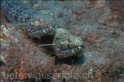 Atlantischer Eidechsenfisch (Synodus saurus), (Teneriffa, Kanarische Inseln, Atlantischer Ozean) - Atlantic Lizardfish (Tenerife, Canary Islands, Atlantic Ocean)