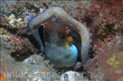 Gewöhnlicher Krake (Octopus vulgaris) verschanzt sich in seiner Höhle (Teneriffa, Kanarische Inseln, Atlantischer Ozean) - Common Octopus (Tenerife, Canary Islands, Atlantic Ocean)