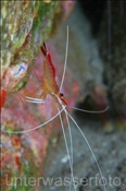 Grabhams Putzergarnele (Lysmata grabhami), (Teneriffa, Kanarische Inseln, Atlantischer Ozean) - Cleaning Shrimp (Tenerife, Canary Islands, Atlantic Ocean)