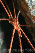 Ostatlantik-Pfeilkrabbe (Stenorhynchus lanceolatus), (Teneriffa, Kanarische Inseln, Atlantischer Ozean) - Arrow crab (Tenerife, Canary Islands, Atlantic Ocean)