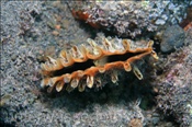 Stachlige Steckmuschel (Pinna rudis), (Teneriffa, Kanarische Inseln, Atlantischer Ozean) - Rough Pen Shell (Tenerife, Canary Islands, Atlantic Ocean)