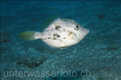 Brauner Feilenfisch (Stephanolepis hispidus), (Teneriffa, Kanarische Inseln, Atlantischer Ozean) - Planehead Filefish (Tenerife, Canary Islands, Atlantic Ocean)