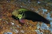 Rotlippen-Schleimfisch (Ophioblennius atlanticus), (Teneriffa, Kanarische Inseln, Atlantischer Ozean) - Redlip Blenny (Tenerife, Canary Islands, Atlantic Ocean)