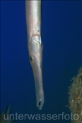 Ostatlantischer Trompetenfisch (Aulostomus strigosus), (Teneriffa, Kanarische Inseln, Atlantischer Ozean) - Atlantic Cornetfish (Tenerife, Canary Islands, Atlantic Ocean)