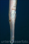 Ostatlantischer Trompetenfisch (Aulostomus strigosus), (Teneriffa, Kanarische Inseln, Atlantischer Ozean) - Atlantic Cornetfish (Tenerife, Canary Islands, Atlantic Ocean)