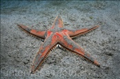 Grosser Kammstern (Astropecten aranciacus), (Teneriffa, Kanarische Inseln, Atlantischer Ozean) - Sea Star (Tenerife, Canary Islands, Atlantic Ocean)