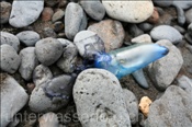 Portugiesische Galeere (Physalia physalis) vertrocknet am Strand (Teneriffa, Kanarische Inseln, Atlantischer Ozean) - Blue Bottle / Portuguese Man-of-War (Tenerife, Canary Islands, Atlantic Ocean)
