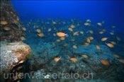 Atlantische Mönchsfische (Chromis limbata), (Teneriffa, Kanarische Inseln, Atlantischer Ozean) - Atlantic damselfish (Tenerife, Canary Islands, Atlantic Ocean)