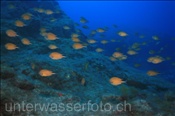 Atlantische Mönchsfische (Chromis limbata), (Teneriffa, Kanarische Inseln, Atlantischer Ozean) - Atlantic damselfish (Tenerife, Canary Islands, Atlantic Ocean)