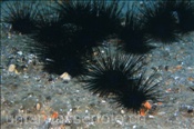 Schwarze Seeigel (Arbacia lixula) weiden die Algenbeläge auf den Felsen ab (Teneriffa, Kanarische Inseln, Atlantischer Ozean) - Sea Urchin (Tenerife, Canary Islands, Atlantic Ocean)