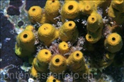 Der Goldene Zapfenschwamm (Aplysina aerophoba) bildet Kolonien (Teneriffa, Kanarische Inseln, Atlantischer Ozean) - Sponge (Tenerife, Canary Islands, Atlantic Ocean)