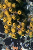 Der Goldene Zapfenschwamm (Aplysina aerophoba) bildet Kolonien (Teneriffa, Kanarische Inseln, Atlantischer Ozean) - Sponge (Tenerife, Canary Islands, Atlantic Ocean)